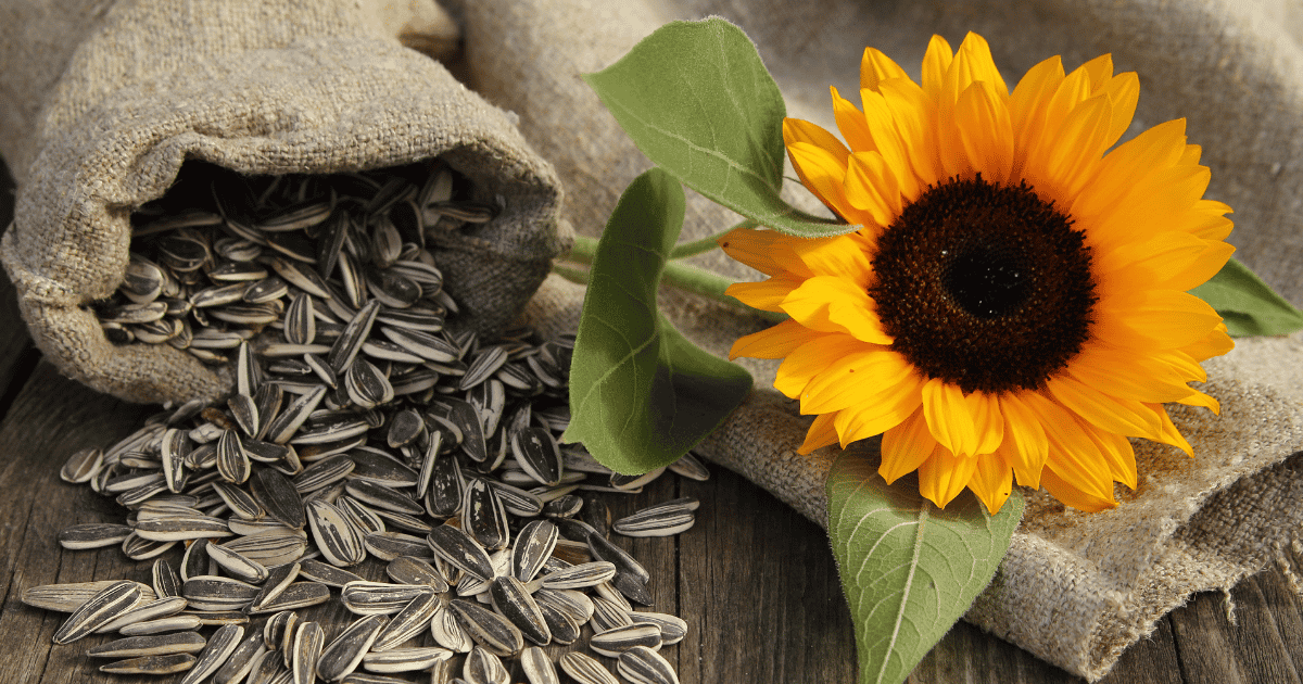 Sunflowerseed Production by Country
