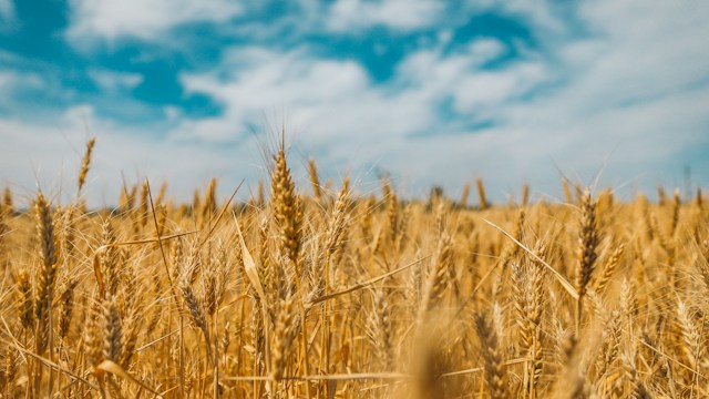 Wheat production by country