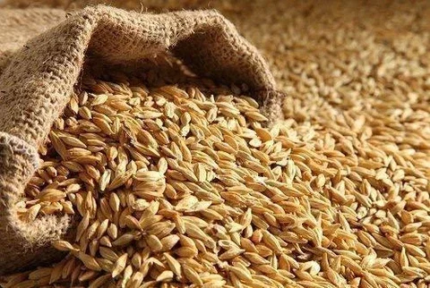 barley production by country